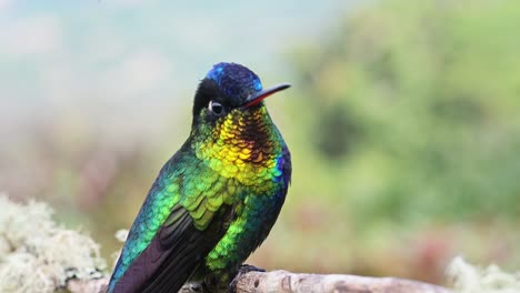 Costa-Rica-Fiery-Throated-Hummingbird-Close-Up-Portrait-of-Colourful-Bird-Flying-Landing-on-Branch-and-Taking-Off,-Beautiful-Birdlife-Wildlife-and-Nature-Detail-Background