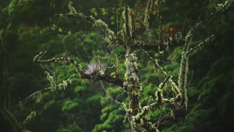 Lichen-and-Rainforest-Trees-Close-Up-Detail-of-Greenery-and-Lush-Green-Scenery-with-Tropical-Plants,-Flora-and-Flora-in-Rainforest-Canopy-in-Costa-Rica-Cloud-Forest-at-Savegre,-Central-America-3