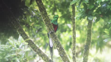 Resplendent-Quetzal-,-Tropical-Bird-and-Costa-Rica-Wildlife,-Amazing-Green-Brightly-Coloured-Bright-Bird-Flying-from-Rainforest-Tree-Scenery,-Central-America-1