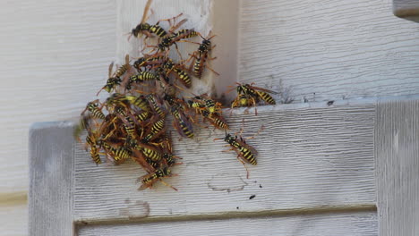Close-Up-of-Swarm-of-Wasps-on-side-of-Building-In-Backyard