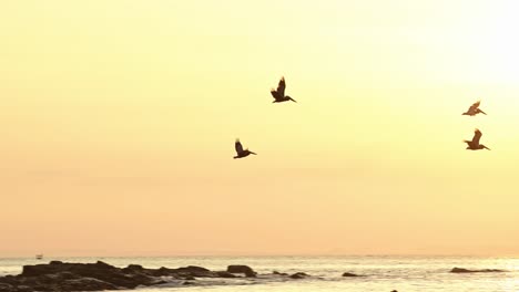 Amazing-Wildlife-of-Costa-Rica,-Birds-Flying-Past-Sun,-Brown-Pelicans-Flock-In-Flight-Over-Pacific-Ocean-Coast-and-Sea-at-Sunset,-Coastal-Sealife-and-Birdlife-1