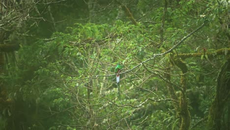 Resplandeciente-Quetzal-,-Famosas-Especies-Icónicas-De-Aves-De-Costa-Rica,-Aves-Tropicales-En-La-Selva-Tropical,-Asombrosas-Aves-Verdes-De-Colores-Brillantes,-Observación-De-Aves-En-América-Central