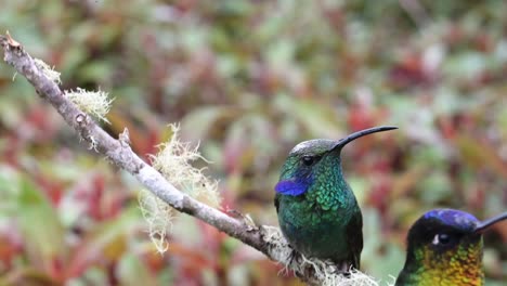 Costa-Rica-Birds,-Lesser-Violetear-Hummingbird-Perched-Perching-on-Branch-and-Taking-Off-Close-Up-in-Rainforest-Cloud-Forest,-Beautiful-Colourful-Birdlife-and-Wildlife