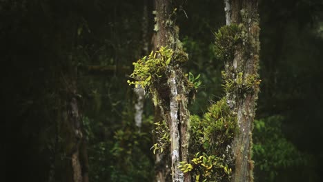 Flechten-Und-Regenwaldbäume-Nahaufnahme-Detail-Von-Grün-Und-üppiger-Grüner-Landschaft-Mit-Tropischen-Pflanzen,-Flora-Und-Flora-Im-Regenwalddach-Im-Nebelwald-Von-Costa-Rica-Bei-Savegre,-Mittelamerika-2