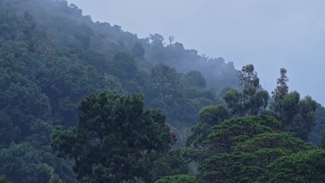 Heavy-Rain-in-Rainforest-with-Trees,-Raining-in-Rainy-Season-in-a-Tropical-Storm-Landscape-with-Trees,-Blue-Tones-Nature-Background-of-Wet-Weather-Climate-in-Costa-Rica,-Central-America