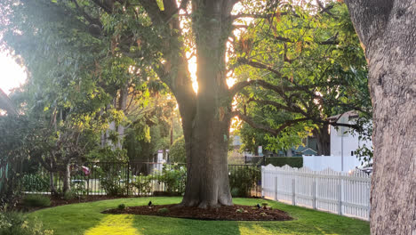 Paisaje-Soleado-De-La-Tarde-Fuera-De-Una-Casa-Con-Un-Exuberante-Jardín-En-Un-Barrio-De-Los-ángeles-1