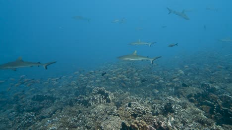 Grey-reef-sharks-patrolling-a-tropical-coral-reef-in-clear-water,-surrounded-by-snappers-in-the-atoll-of-Fakarava-in-the-south-pacific-ocean-around-the-islands-of-Tahiti