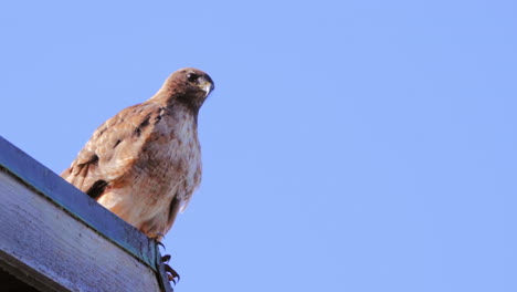 A-red-tailed-hawk-perched-on-a-rooftop-searching-for-prey-flies-away