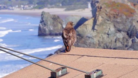 A-red-tailed-hawk-perched-on-a-cabin-overlooking-a-rocky-ocean-shoreline