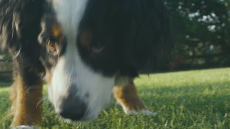 Bernese-Shepherd-dog-sniffs-the-lawn-in-the-late-afternoon-of-a-summer-day-in-Italy,-we-see-a-detail-of-the-muzzle-among-the-grass-in-slow-motion