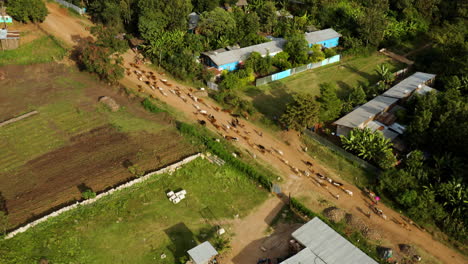 Aerial-View-Of-Cattles-Returning-From-Pasture-In-The-Town-Of-Jinka,-Naciones,-Ethiopia