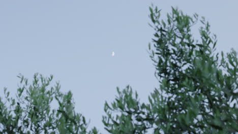 Half-Moon-rising-and-shining-above-Olive-tree,-twilight