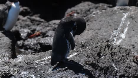Nahaufnahme-Des-Galapagos-Pinguins-Auf-Einem-Felsen,-Der-Sich-An-Einem-Sonnigen-Tag-Putzt