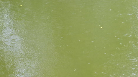 Rain-dripping-in-an-algae-rich-river,-wide-angle