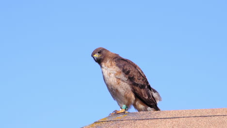 Red-tailed-Hawk-On-Cabin-Roof-Against-Blue-Sky-At-Steep-Ravine-Beach-In-California