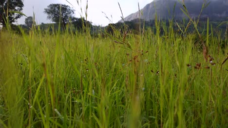 Vibrant-Green-Meadows-Reveal-Brahmagiri-Mountain-Range,-Western-Ghats-of-Maharashtra,-India