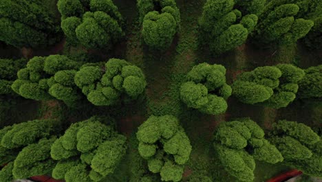 Rising-drone-shot-of-planted-cedar-trees-blowing-in-the-wind