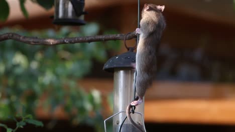 Braune-Ratte-Rattus-Norvegicus-überfällt-Ein-Futterhäuschen-Für-Vögel