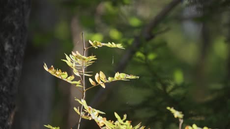 A-close-up-shot-of-the-delicate-tree-branch-with-pale-yellow-leaves