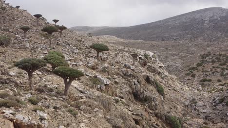 Dragon-blood-trees-on-Socotra-island,-Yemen