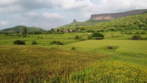 Campos-De-Flores-Con-Impresionantes-Vistas-De-Las-Montañas-Brahmagiri-En-Ghats-Occidentales-De-Maharashtra,-Trimbakeshwar,-India