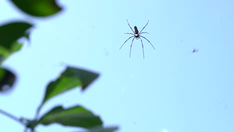 Riesenspinne-Auf-Spinnennetz-An-Sonnigen-Tagen.-Selektive-Fokusaufnahme