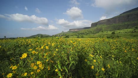 Blooming-Yellow-Flower-Within-The-Surrounding-Nature-Near-Brahmagiri-Hill,-Western-Ghats-Of-Maharashtra,-India