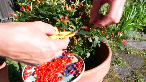 Small-red-chili-peppers-are-cut-off-with-scissors-and-put-onto-ceramic-plate