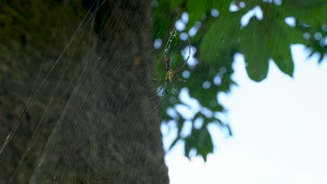 Wilde-Spinne-Auf-Einem-Spinnennetz,-Mit-Natürlichem-Grünem-Laubhintergrund---Niedriger-Winkel