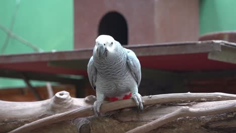 Close-up-shot-of-a-front-facing-congo-African-grey-parrot,-psittacus-erithacus,-wondering-around-its-surrounding-environment,-staring-and-looking-right-into-the-camera-at-bird-sanctuary