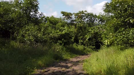 Blick-Auf-Den-Sonnigen-Blauen-Himmel-Mit-Wolken-Vom-Waldweg