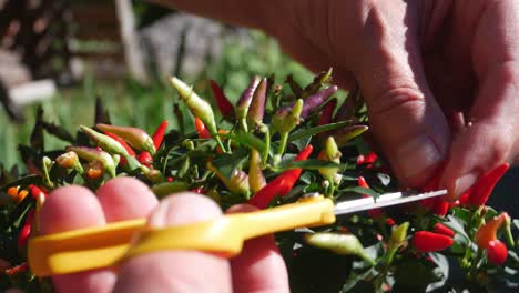 Hände-Verwenden-Scheren,-Um-Kleine-Mehrfarbige-Chili-schoten-Aus-Dem-Korb-Der-Feuerpflanze-Zu-Ernten