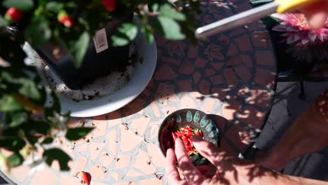 Small-red-chili-pods-harvested-and-dropped-into-tiny-bowl