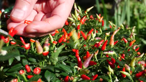 Manos-Cortadas-De-Diminutos-Frutos-De-Chile-Rojo-De-Una-Planta-Tupida