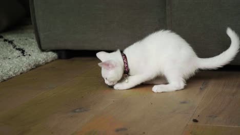 Süßes-Kleines-Weißes-Kätzchen-Spielt-Mit-Einem-Erdballen-Im-Haus