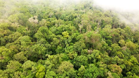 Mystischer-Wolkiger-Nebel,-Der-über-üppigen-Grünen-Regenwald-Zieht-1