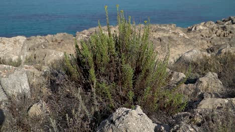 Hain-Aus-Goldenem-Meerfenchel-Mit-Gelben-Blumen,-Verschwommenes-Mittelmeer-Im-Hintergrund