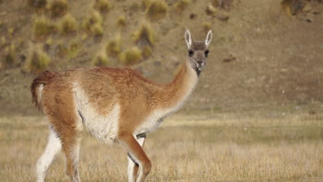 Guanaco-Caminando-En-El-Parque-Nacional-Patagonia,-Chile-1