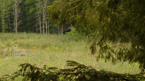 Female-deer-standing-on-a-green-meadow,-surrounded-by-forest-trees