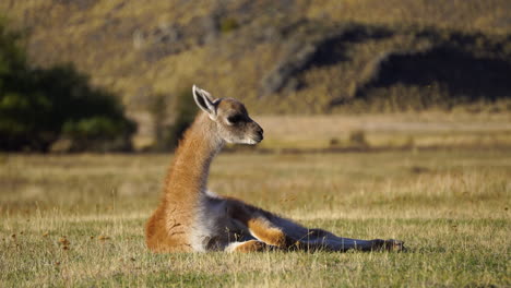 Guanaco-Descansando-En-La-Hierba-En-El-Parque-Nacional-Patagonia,-Chile