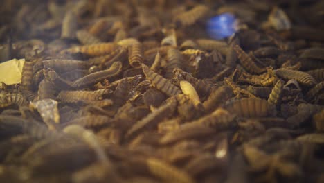 Tausende-Von-Schwarzen-Soldatenfliegen-bsf-puppen-Wackeln-In-Einem-Glasgehäuse