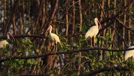 Costa-Rica-Birds,-Great-White-Heron-Perched-Perching-on-a-Branch,-Tarcoles-River-Birdlife,-Costa-Rica-Wildlife-Holiday-Vacation,-Central-America-Bird-Life-and-Nature