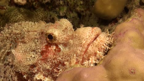 Scorpionfish-super-close-up-on-tropical-coral-reef