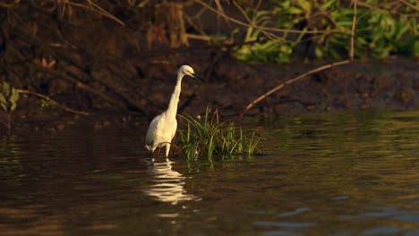 Costa-Rica-Birds,-Great-White-Heron-Wading-and-Fishing-in-the-Tarcoles-River,-Birdlife-Birdwatching-Wildlife-Holiday-Vacation,-Central-America-Bird-Life