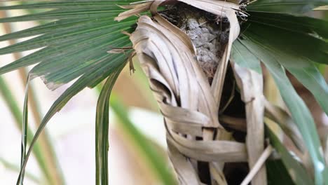 Costa-Rica-Birds,-Whimbrel-Perched-Perching-on-a-Branch,-Tarcoles-River-Birdlife,-Puntarenas-Province,-Costa-Rica-Wildlife-Holiday-Vacation,-Central-America-Bird-Life-2