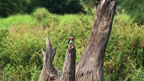 Costa-Rica-Birds,-Amazon-Kingfisher-Perched-Perching-on-a-Branch,-Tarcoles-River-Birdlife,-Costa-Rica-Wildlife-Holiday-Vacation,-Central-America-Bird-Life