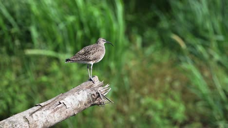 Costa-Rica-Birds,-Whimbrel-Perched-Perching-on-a-Branch,-Tarcoles-River-Birdlife,-Puntarenas-Province,-Costa-Rica-Wildlife-Holiday-Vacation,-Central-America-Bird-Life-1