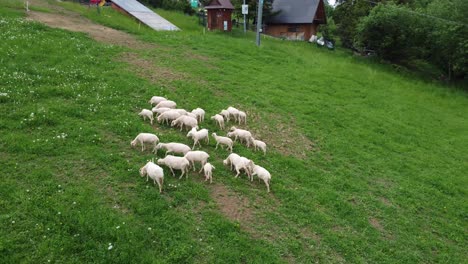 Sobrevuelo-De-Un-Rebaño-De-Ovejas-Pastando-En-Tierras-De-Cultivo-Cerca-De-Las-Montañas-Polacas-Tatry,-Cerca-De-Zakopane,-Polonia,-Y-Su-Famosa-Colina-Gubalowka---4k-30fps-Seguimiento-Suave-A-La-Izquierda-De-Cerca