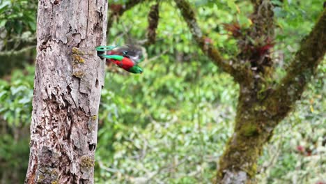 Costa-Rica-Prächtiger-Quetzal-,-Der-Im-Flug-Fliegt-Und-Sein-Vogelnistloch-In-Einem-Hohlen-Baum-Hinterlässt,-Erstaunliche-Natur-Und-Wild-Lebende-Tiere-Von-Wunderschönen-Hellgrünen-Tropischen-Exotischen-Vögeln