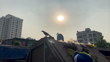 Birds-perch-onto-overflowing-garbage-dump-site